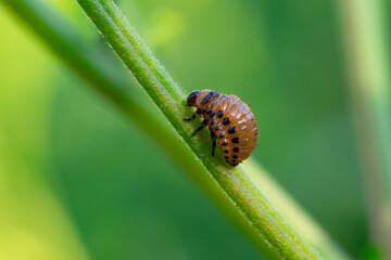 A Colorado potato beetle larva is seen crawling along a slender green stem in a garden The larva showcases its distinct coloration and features highlighting its presence on the plant