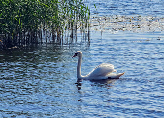 A beautiful swan feeds on the freshwater Kisezers lake in Riga, Latvia. The concept of beauty of the surrounding nature.