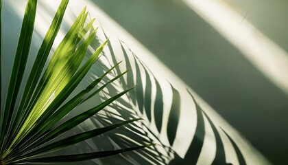 shadows from tropical leaves