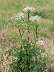Nahaufnahme von Gemeinen B&auml;renklau (Heracleum sphondylium) der auf einer Wiese w&auml;chst.