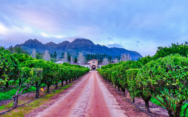 Citrus Tree Avenue Leading Stone