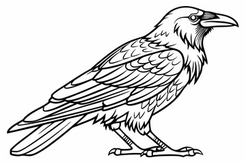 coloring page line art the crow black vector