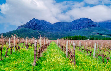 Naklejka premium Canola flowers in vineyard rows with Helderberg Mountain at Waterford Estate, South Africa