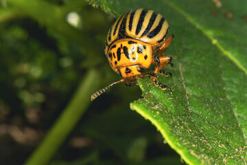 A Colorado potato beetle is actively feeding on the green leaf of a potato plant in a garden setting showcasing its distinct orange and black striped pattern