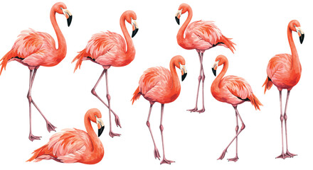 Obraz premium Elegant flamingo collection in vibrant watercolor style on white background