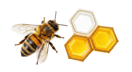 Isolated Honeycomb and Bee