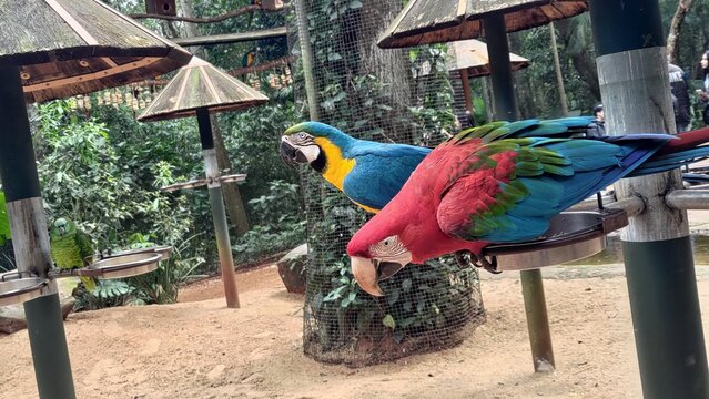 A vibrant Red-and-green Macaw and a Blue-and-yellow Macaw perched together on a metal feeder in a spacious aviary. Natural habitat simulation with lush foliage at a conservation park or zoo.