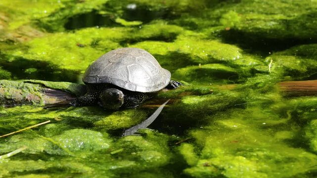 4K video of turtle on grass and in pond. Reptile moving between land and water in natural habitat. Wildlife nature animal behavior and outdoor environment captured in detail. Small turtle on the grass