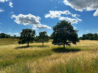 green field with trees and blue sky