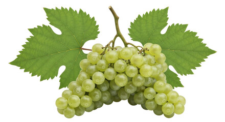 Fototapeta premium Isolated Green Grapes