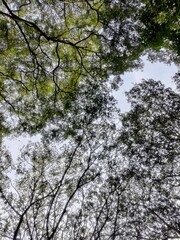 Low angle view looking up at the sky through lush green tree canopies in a forest. The intricate branches create a beautiful natural pattern against the bright, peaceful sky. A serene nature scene.