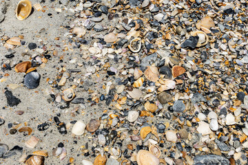 Shells on the beach