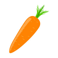 carrots vector illustration