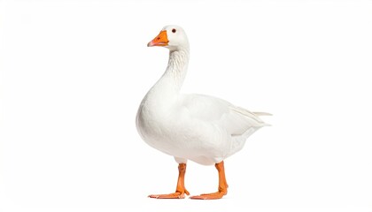 White goose facing forward