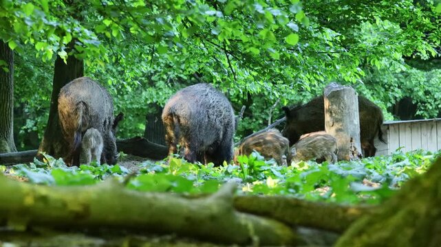 4K video of wild boar walking in forest. Large mammal in natural habitat among trees and vegetation. Wildlife, nature, animal behavior, and outdoor scenery captured in detail. Boars family pigglets