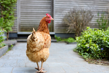 A single brown hen stands on a stone path in a residential garden. A charming scene representing...
