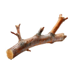 Fototapeta premium Natural wooden branch found in a forest during early morning light