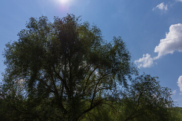 Obraz premium Jihlava River near the Dolni Kounice quarry. Trees along the river