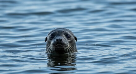 A curious seal pops its head out of the wavy blue water, creating a serene and captivating scene.
