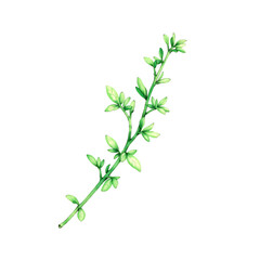 Fototapeta premium Illustration of a light green branch with small leaves on transparent background