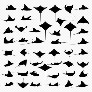 A collection of diverse black silhouette illustrations of stingrays in various swimming positions against a transparent background.