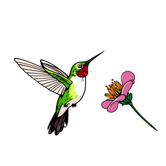 Obraz premium Illustration of a hummingbird flying towards a pink flower on transparent background