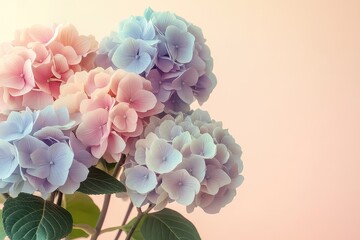 A bunch of hydrangeas in pastel colors on a light beige background