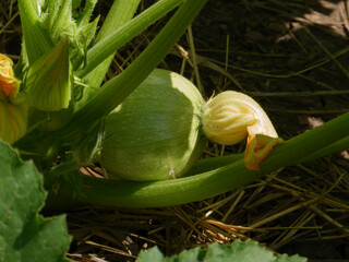 Young Round Zucchini Growing in a Garden with Flowers