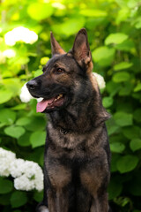 german shepherd dog