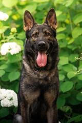 german shepherd dog