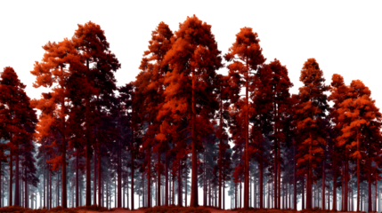 Forest of towering red pine trees isolated on transparent background