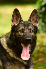 german shepherd dog
