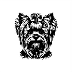 A yorkshire terrier with a bow is isolated on white background