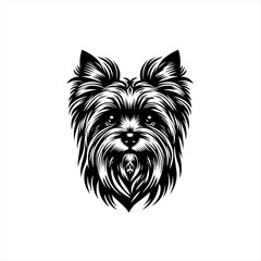 A yorkshire terrier is isolated on white background in black and white