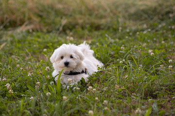 Beautiful white and fluffy puppy walks in the field among blooming clover. Beautiful photo of a young well-groomed Maltese puppy. The dog poses in a field in nature