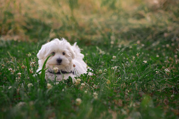 Beautiful white and fluffy puppy walks in the field among blooming clover. Beautiful photo of a young well-groomed Maltese puppy. The dog poses in a field in nature