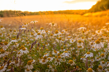 Beautiful, detailed texture of blooming chamomile. Chamomile flowers in the field in the rays of the setting sun. Abundant flowering of medicinal chamomile at sunset