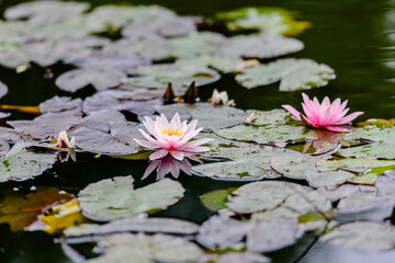 Pink water lilies blooming on a calm pond surface among green lily pads, beautiful aquatic flowers in natural habitat, serene summer scene in a botanical garden or natural wetland.