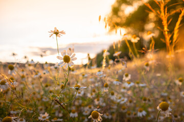 Beautiful, detailed texture of blooming chamomile. Chamomile flowers in the field in the rays of the setting sun. Abundant flowering of medicinal chamomile at sunset
