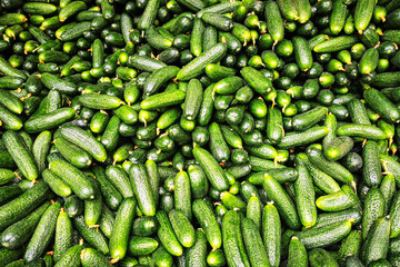 Fresh green cucumbers stacked in bulk at a farmer's market or grocery store, showcasing organic healthy vegetables with vibrant green color and natural texture, perfect for backgrounds.