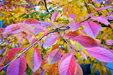 Close-up of vibrant autumn leaves in shades of red, pink, orange, and yellow on tree branches, capturing the colorful beauty of fall foliage in nature, perfect for seasonal backgrounds
