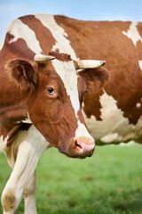 A beautiful brown and white cow with small horns looks on from a lush green pasture. A classic image of rural life and agriculture.

