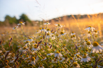 Beautiful, detailed texture of blooming chamomile. Chamomile flowers in the field in the rays of the setting sun. Abundant flowering of medicinal chamomile at sunset