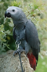 african gray parrot