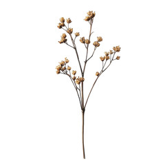 Delicate dried flower stem, delicate dried flower stem with slender branches and muted colors, isolated on transparent background