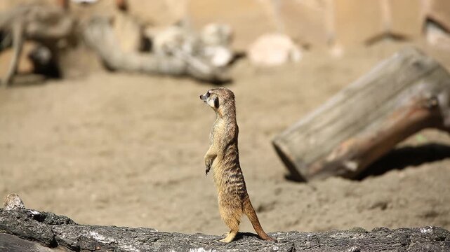 Meerkat stands alert in its natural habitat