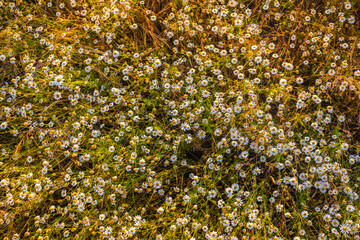 Beautiful, detailed texture of blooming chamomile. Chamomile flowers in the field in the rays of the setting sun. Abundant flowering of medicinal chamomile at sunset