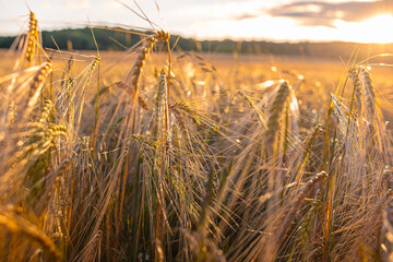 Delicate ears of ripening wheat are photographed close-up with a blurred background (selective focus). Beautiful photo of ears of cereal crops. Natural farm wheat at sunset