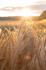 Delicate ears of ripening wheat are photographed close-up with a blurred background (selective focus). Beautiful photo of ears of cereal crops. Natural farm wheat at sunset