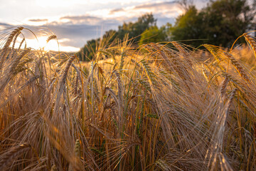 Delicate ears of ripening wheat are photographed close-up with a blurred background (selective focus). Beautiful photo of ears of cereal crops. Natural farm wheat at sunset
